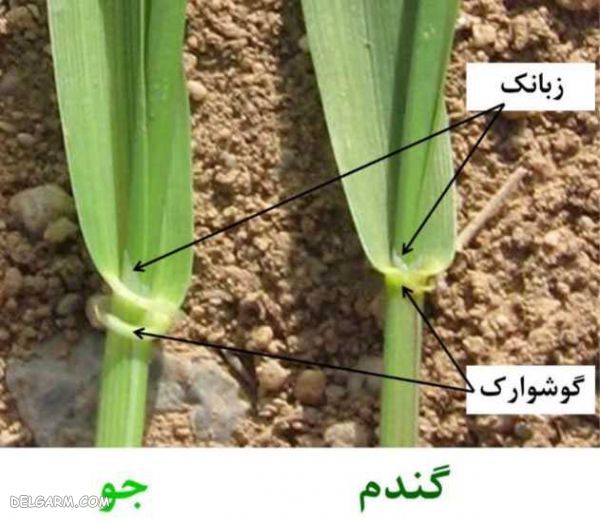 تفاوت گندم و جو