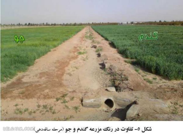 فرق گندم و جو