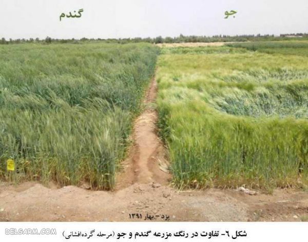 تفاوت گندم و جو