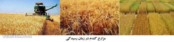 فرق گندم و جو