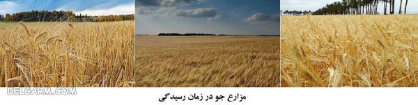 فرق گندم و جو