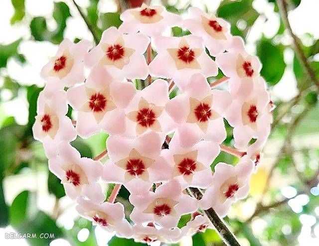 گیاه شمعی