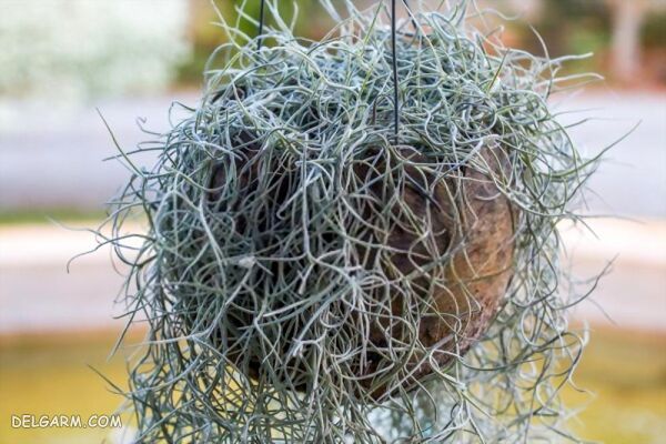 آشنایی با گیاه هوازی خزه اسپانیایی یا Spanish moss (2 نکته مهم) آشنایی با گیاه هوازی خزه اسپانیایی یا Spanish moss