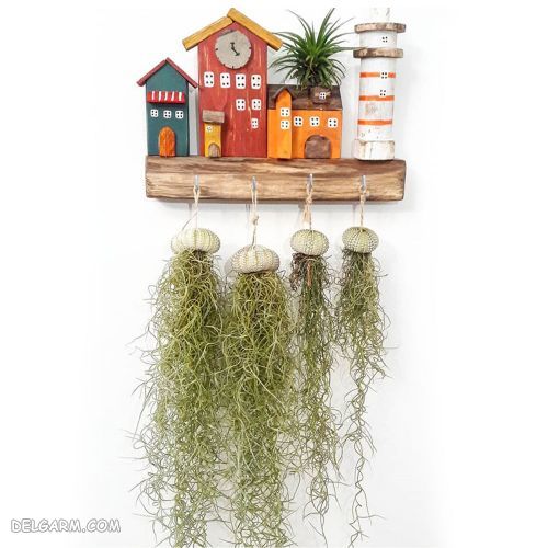 آشنایی با گیاه هوازی خزه اسپانیایی یا Spanish moss (2 نکته مهم) نگهداری گیاه خزه اسپانیایی در خانه