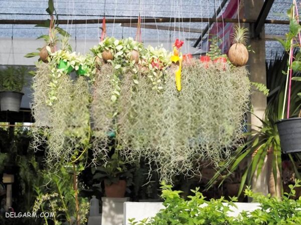 آشنایی با گیاه هوازی خزه اسپانیایی یا Spanish moss (2 نکته مهم) نگهداری صحیح گیاه خزه اسپانیایی در خانه