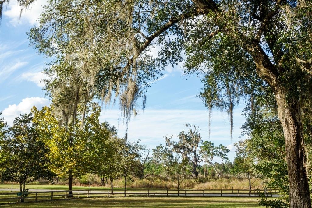 آشنایی با گیاه هوازی خزه اسپانیایی یا Spanish moss (2 نکته مهم)