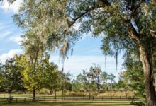 آشنایی با گیاه هوازی خزه اسپانیایی یا Spanish moss (2 نکته مهم)