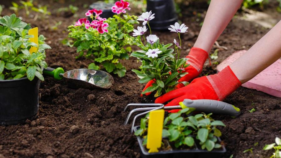 چه گل هایی برای باغچه مناسب هستند ؟ (2 نکته مهم) چه گل هایی برای باغچه مناسب هستند ؟ (2 نکته مهم)
