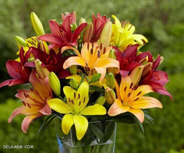 چه گل هایی انرژی مثبت منتقل می کنند ؟ (2 نکته مهم) گل برای انرژی مثبت/گل برای رفع انرژی منفی/گل انرژی دهنده/گل انرژی زا/گل برای انرژی در خانه/گل برای سلامتی/بهترین گل برای انرژی مثبت