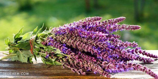 چه گل هایی انرژی مثبت منتقل می کنند ؟ (2 نکته مهم) گل برای انرژی مثبت/گل برای رفع انرژی منفی/گل انرژی دهنده/گل انرژی زا/گل برای انرژی در خانه/گل برای سلامتی/بهترین گل برای انرژی مثبت