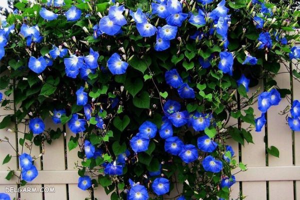 چه گل هایی انرژی مثبت منتقل می کنند ؟ (2 نکته مهم) گل برای انرژی مثبت/گل برای رفع انرژی منفی/گل انرژی دهنده/گل انرژی زا/گل برای انرژی در خانه/گل برای سلامتی/بهترین گل برای انرژی مثبت