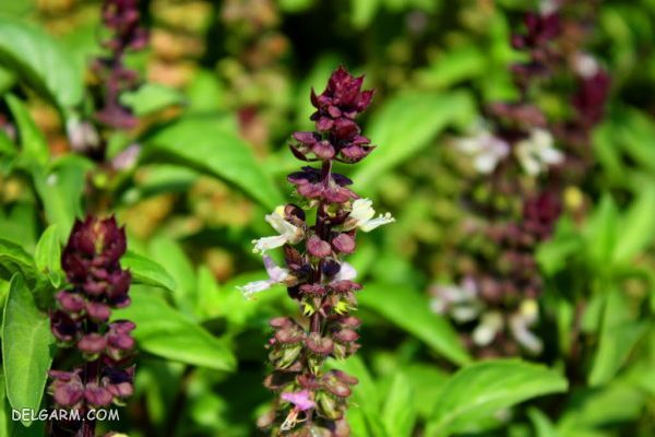 چه گل هایی انرژی مثبت منتقل می کنند ؟ (2 نکته مهم) گل برای انرژی مثبت/گل برای رفع انرژی منفی/گل انرژی دهنده/گل انرژی زا/گل برای انرژی در خانه/گل برای سلامتی/بهترین گل برای انرژی مثبت