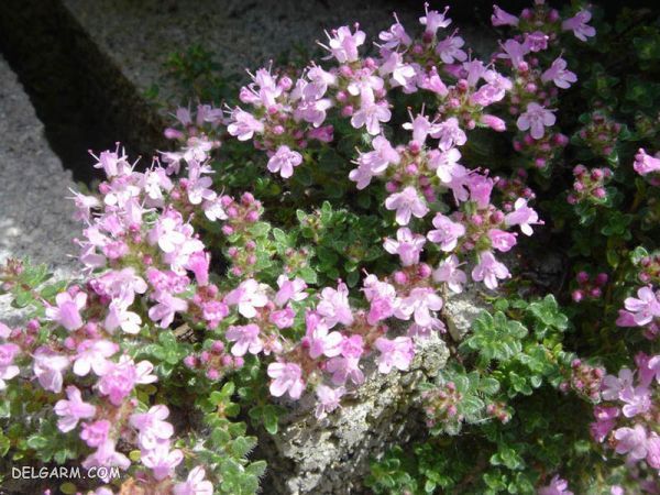 چه گل هایی انرژی مثبت منتقل می کنند ؟ (2 نکته مهم) گل برای انرژی مثبت/گل برای رفع انرژی منفی/گل انرژی دهنده/گل انرژی زا/گل برای انرژی در خانه/گل برای سلامتی/بهترین گل برای انرژی مثبت