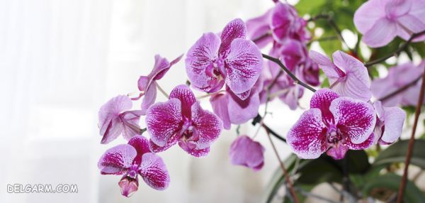 چه گل هایی انرژی مثبت منتقل می کنند ؟ (2 نکته مهم) گل برای انرژی مثبت/گل برای رفع انرژی منفی/گل انرژی دهنده/گل انرژی زا/گل برای انرژی در خانه/گل برای سلامتی/بهترین گل برای انرژی مثبت