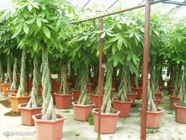 چه گل هایی انرژی مثبت منتقل می کنند ؟ (2 نکته مهم) گل برای انرژی مثبت/گل برای رفع انرژی منفی/گل انرژی دهنده/گل انرژی زا/گل برای انرژی در خانه/گل برای سلامتی/بهترین گل برای انرژی مثبت