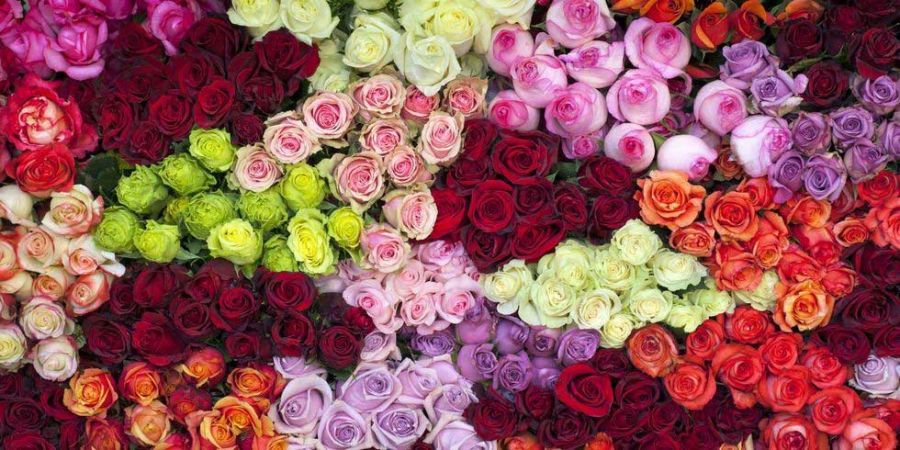 چه گل هایی انرژی مثبت منتقل می کنند ؟ (2 نکته مهم) چه گل هایی انرژی مثبت منتقل می کنند ؟ (2 نکته مهم)