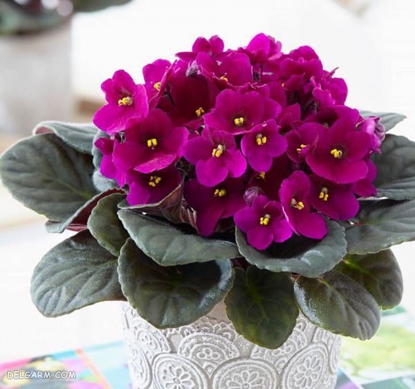 گل پاییزی زیبا برای کاشتن در گلدان