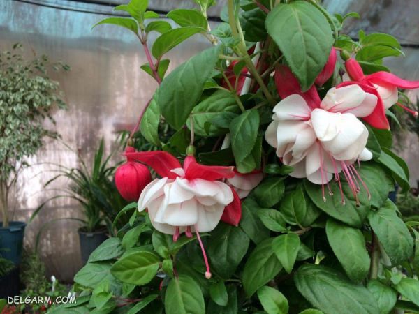 گل پاییزی زیبا برای کاشتن در گلدان