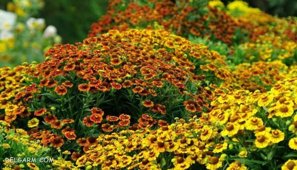 گل پاییزی زیبا برای کاشتن در گلدان