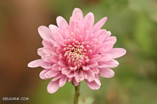 گل پاییزی زیبا برای کاشتن در گلدان