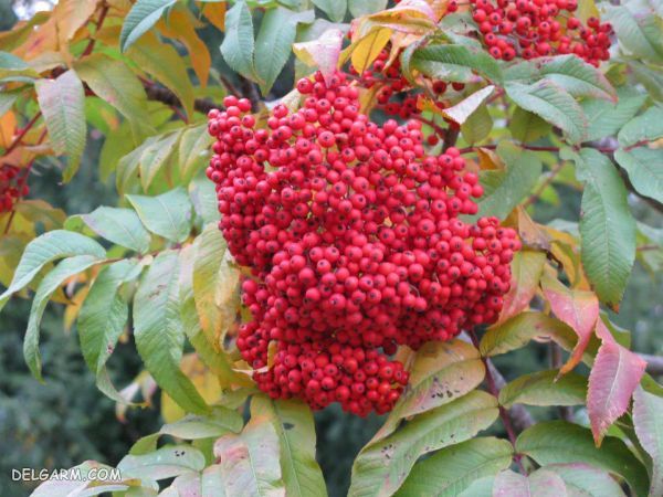 گل پاییزی زیبا برای کاشتن در گلدان
