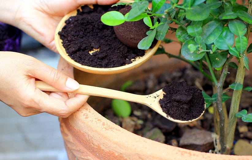 تهیه کود از تفاله چای
