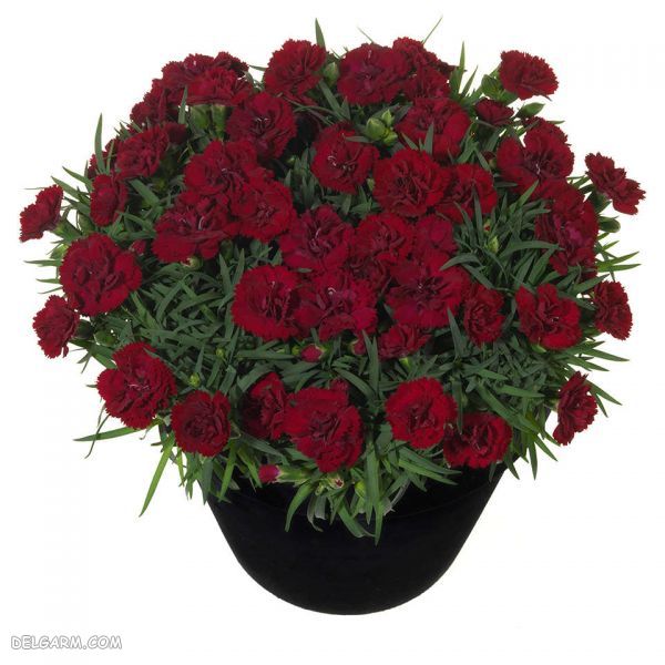 بهترین گل برای هدیه دادن : چه گلی برای هدیه دادن مناسب است ؟ (2 نکته مهم) میخک قرمز مناسب هدیه دادن