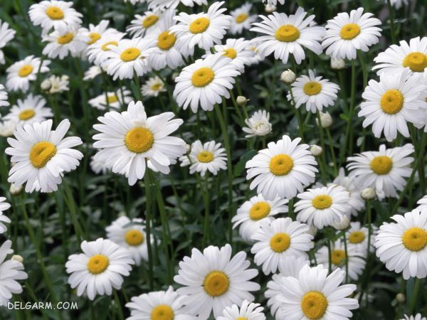 بهترین گل برای هدیه دادن : چه گلی برای هدیه دادن مناسب است ؟ (2 نکته مهم) بابونه سفید برای هدیه دادن