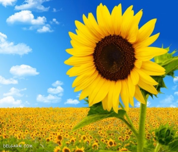بهترین گل برای هدیه دادن : چه گلی برای هدیه دادن مناسب است ؟ (2 نکته مهم) گل آفتابگردان برای هدیه