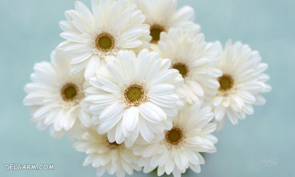 بهترین گل برای هدیه دادن : چه گلی برای هدیه دادن مناسب است ؟ (2 نکته مهم) گل داوودی مناسب برای هدیه دادن