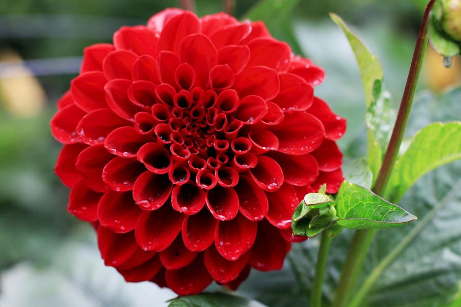 نیازها و شرایط نگهداری از گل کوکب چگونه است ؟ (2 نکته مهم)
