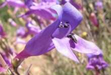 کاشت و نگهداری پنستمون هتروفیلوس (2 نکته مهم)