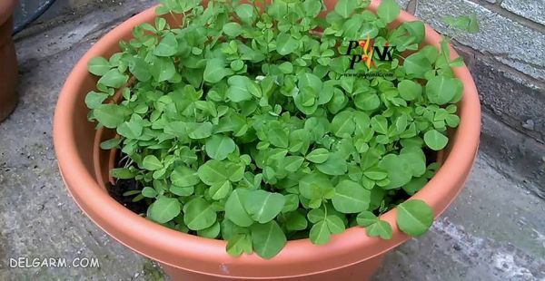 سبزی شنبلیله