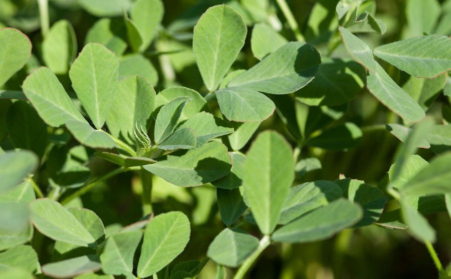 راهنمای کاشت و برداشت شنبلیله (2 نکته مهم) راهنمای کاشت و برداشت شنبلیله (2 نکته مهم)
