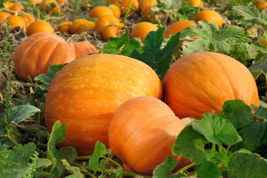 چگونه کدو تنبل بکاریم ؟ (2 نکته مهم)