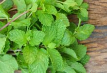 اصول کاشت و نگهداری نعناع (2 نکته مهم)