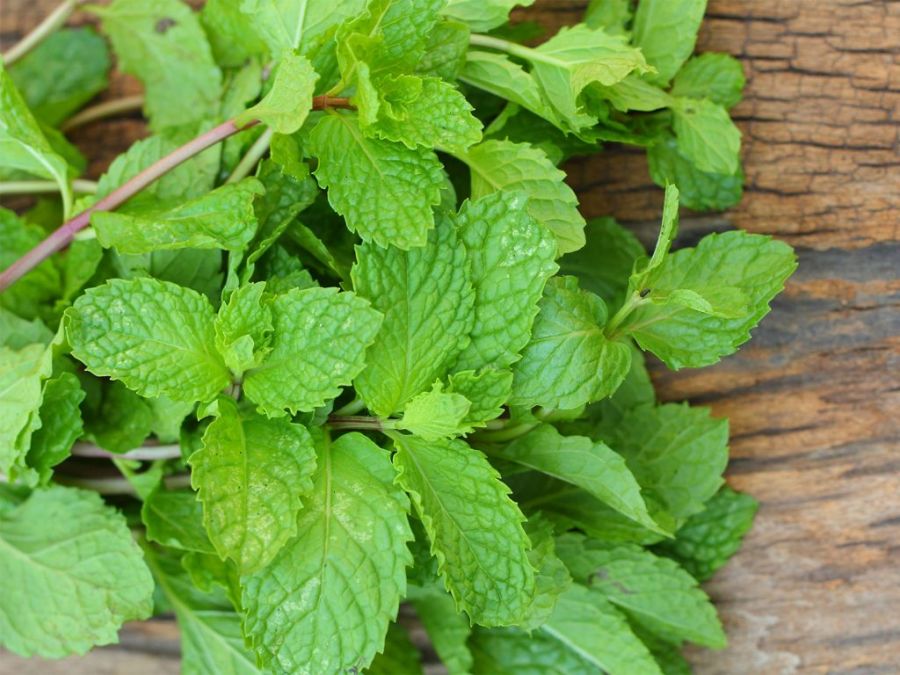 اصول کاشت و نگهداری نعناع (2 نکته مهم)