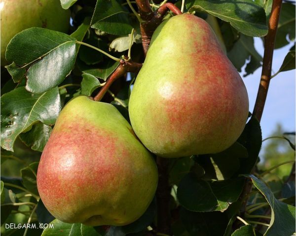 GOLABI