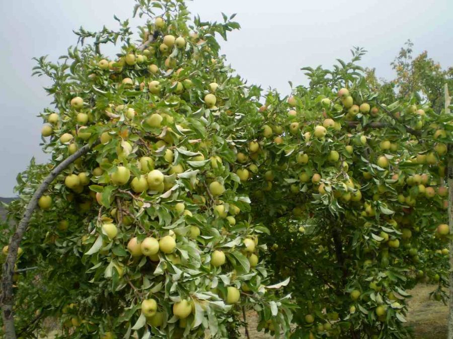 راهنمای کاشت و تکثیر درخت گلابی (2 نکته مهم)