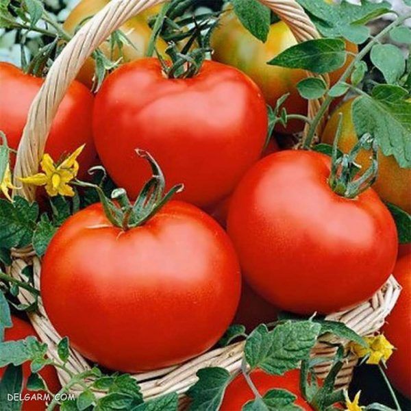 گوجه فرنگی