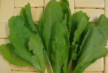 چگونه می توان شاهی کاشت؟ (2 نکته مهم)