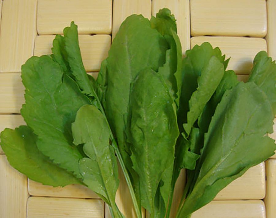 چگونه می توان شاهی کاشت؟ (2 نکته مهم)