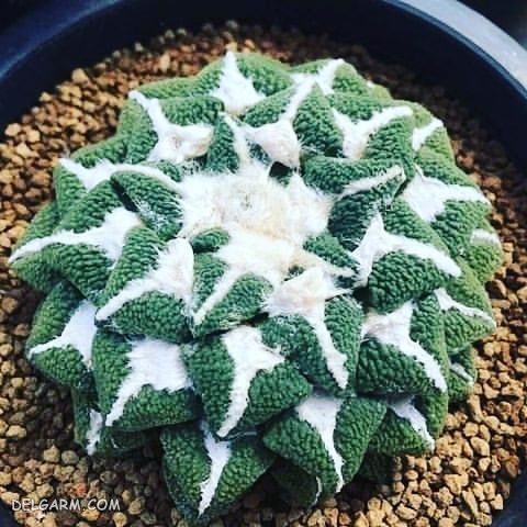 KAKTOOS