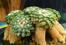 آشنایی با کاکتوس آریوکارپوس (2 نکته مهم)