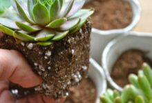 راهنمای تعویض گلدان ساکولنت (2 نکته مهم)