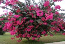 راهنمای نگهداری و تکثیر درختچه توری (2 نکته مهم)