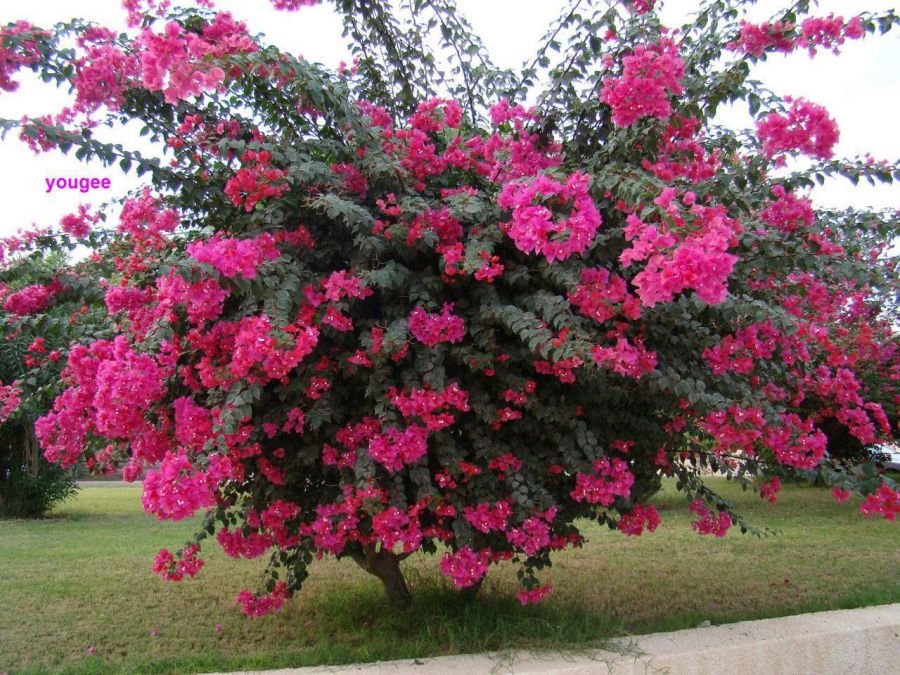 راهنمای نگهداری و تکثیر درختچه توری (2 نکته مهم)