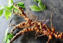 فوت و فن کاشت و تکثیر گیاه جینسینگ (2 نکته مهم)