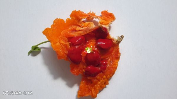 خربزه جذامی