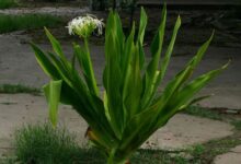 اصول کاشت و نگهداری گل سوسن عنکبوتی  (2 نکته مهم)